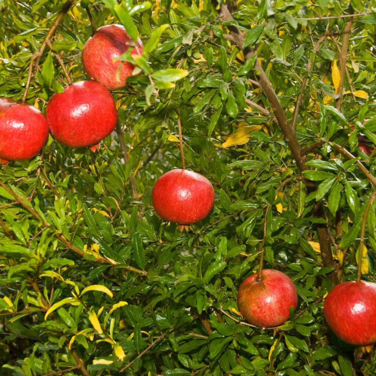 Obrázok Granátovník púnsky (Punica Granatum) ´MOLLAR DE ELCHE´ - výška 210-240 cm, obvod kmeňa 10/12 cm, kont. C20L (-16°C)